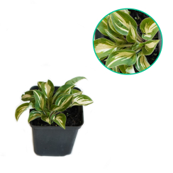 Funkia miniaturowa 'Hybryda F1'