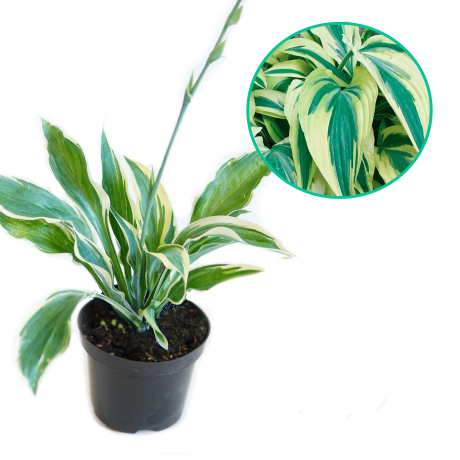 Hosta funkia 'Lakeside Dragonfly' - Zdjęcie №1
