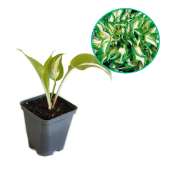 Hosta funkia 'Mediovariegata'