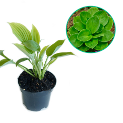 Hosta funkia 'Monster Ears'