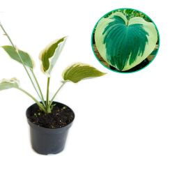 Hosta funkia 'Orion's Belt'
