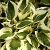 Hosta funkia Patriot : zmniejszona - Zdjęcie №2