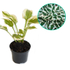 Hosta funkia Patriot : zmniejszona - Zdjęcie №1