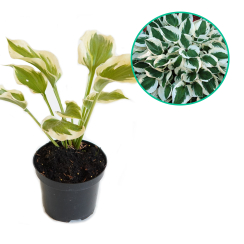 Hosta funkia Patriot