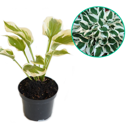 Hosta funkia Patriot - Zdjęcie №1