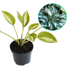Hosta funkia 'Pink Up'