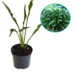 Hosta funkia 'Praying hands'