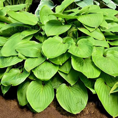 Hosta Purple Heart Funkia - Zdjęcie №1
