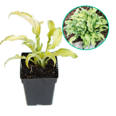 Hosta funkia 'Ripple Effest' - Zdjęcie №1