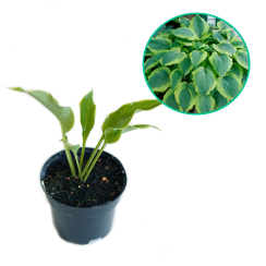 Hosta funkia 'Satisfaction'