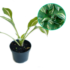 Hosta funkia 'Snake Eyes'