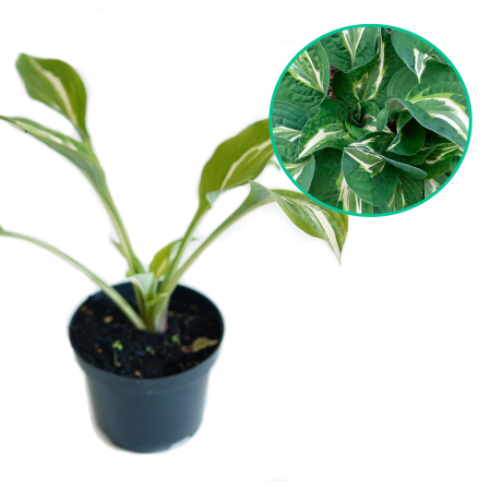 Hosta funkia 'Snake Eyes' - Zdjęcie №1
