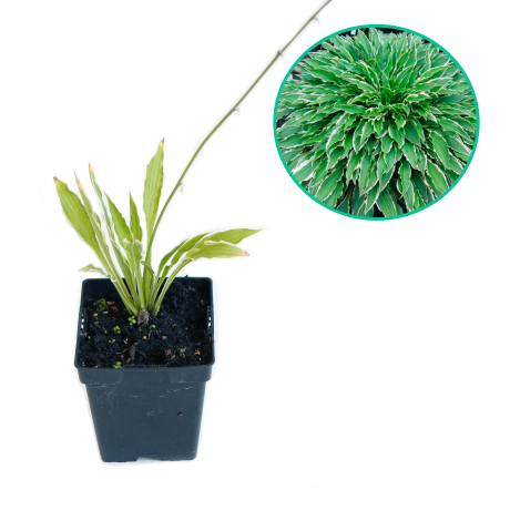 Hosta funkia 'Stiletto' - Zdjęcie №1
