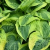Funkia Wide Brim Hosta : zmniejszona - Zdjęcie №2