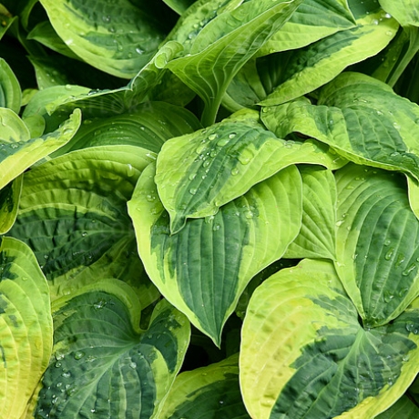 Funkia Wide Brim Hosta - Zdjęcie №2