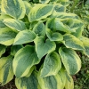 Funkia Wide Brim Hosta : zmniejszona - Zdjęcie №1