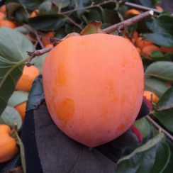 Kaki Ukrainka (hurma, persymon)