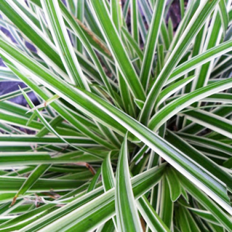 Turzyca japońska Ice Dance (carex morrowii) - Zdjęcie №2