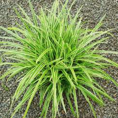 Turzyca japońska Ice Dance (carex morrowii)