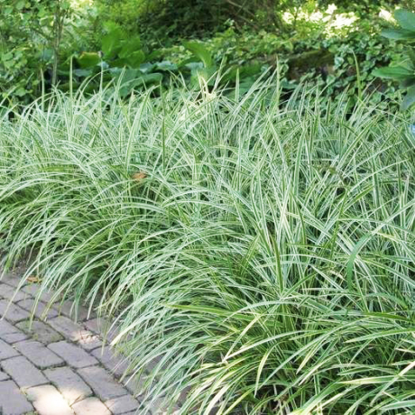 Turzyca japońska Ice Dance (carex morrowii) - Zdjęcie №3