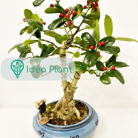 Bonsai Ilex Fortunei (15 lat) doniczka 23 cm / wysokość rośliny 30 cm - Zdjęcie №1
