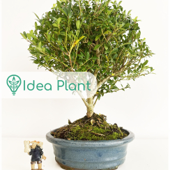 Bonsai Ilex Crenata (8 lat) doniczka 16 cm / wysokość rośliny 26 cm