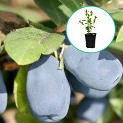 Jagoda kamczacka Indigo Gem (średnia dojrzałość) (Doniczka p9 h 15-35 cm)