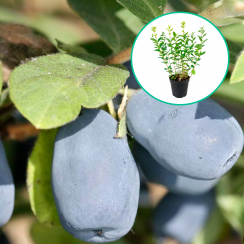 Jagoda kamczacka Indigo Gem (3-letni doniczka 5 l)