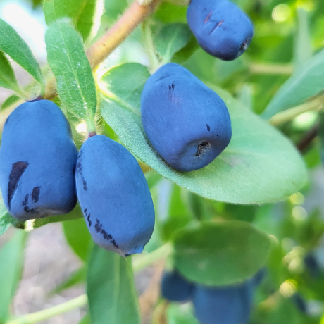 Jagoda kamczacka Indigo Gem (średnia dojrzałość) - Zdjęcie №3