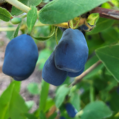Jagoda kamczacka Indigo Gem (średnia dojrzałość)