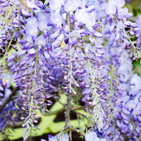 Glicynia Issai (wisteria floribunda) - Zdjęcie №1