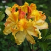 Azalia wielkokwiatowa Iya C2 h 30-65 cm : zmniejszona - Zdjęcie №2
