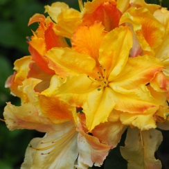 Azalia wielkokwiatowa Iya C2 h 30-65 cm