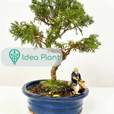 Bonsai Juniperus chinensis (5 lat) doniczka 25 cm / wysokość rośliny 26 cm - Zdjęcie №1