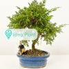 Bonsai Juniperus chinensis (5 lat) doniczka 25 cm / wysokość rośliny 26 cm : zmniejszona - Zdjęcie №2