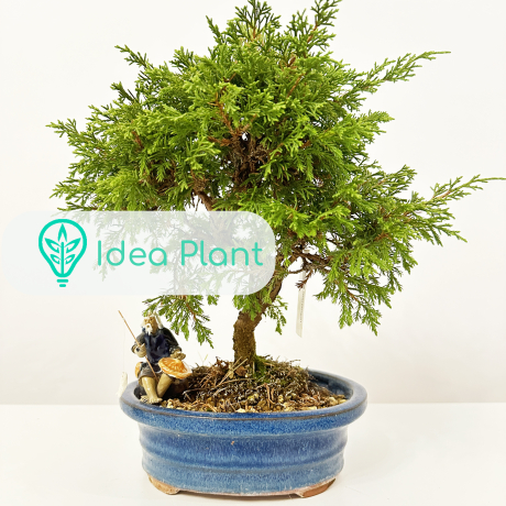 Bonsai Juniperus chinensis (5 lat) doniczka 25 cm / wysokość rośliny 26 cm - Zdjęcie №2