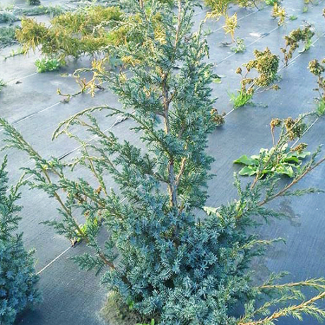 Jałowiec chiński Blue Alps (Juniperus chinensis) - Zdjęcie №2