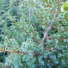 Jałowiec chiński Blue Alps (Juniperus chinensis) : zmniejszona - Zdjęcie №1