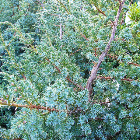 Jałowiec chiński Blue Alps (Juniperus chinensis) - Zdjęcie №1