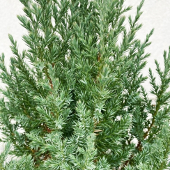 Jałowiec chiński Stricta (Juniperus chinensis)