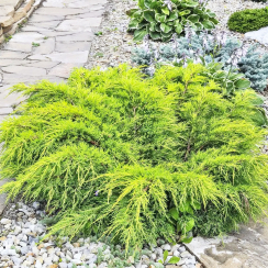 Jałowiec pośredni Gold Coast (Juniperus pfitzeriana)