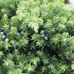 Jałowiec nadbrzeżny Schlager (Juniperus conferta)