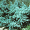Jałowiec pośredni Glauca (Juniperus pfitzeriana) : zmniejszona - Zdjęcie №2