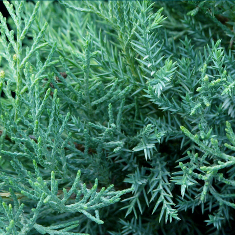 Jałowiec pośredni Glauca (Juniperus pfitzeriana) - Zdjęcie №1