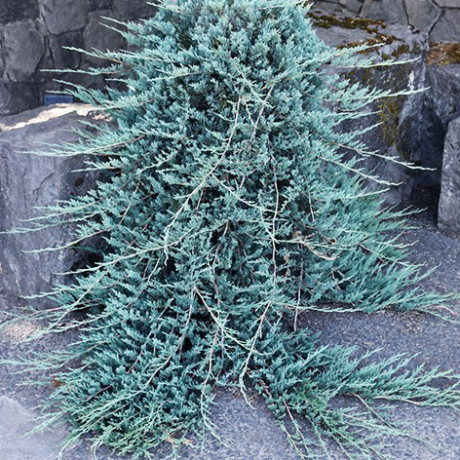 Jałowiec płożący Wiltonii (Juniperus horizontalis) - Zdjęcie №1