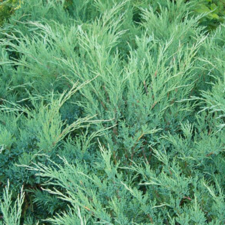 Jałowiec sabiński Blue Danube (Juniperus sabina) - Zdjęcie №1