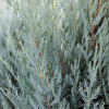 Jałowiec skalny Moonglow (Juniperus scopulorum) : zmniejszona - Zdjęcie №1