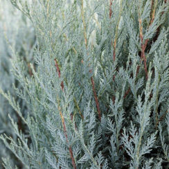 Jałowiec skalny Moonglow (Juniperus scopulorum)