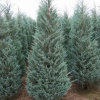 Jałowiec skalny Moonglow (Juniperus scopulorum) : zmniejszona - Zdjęcie №2