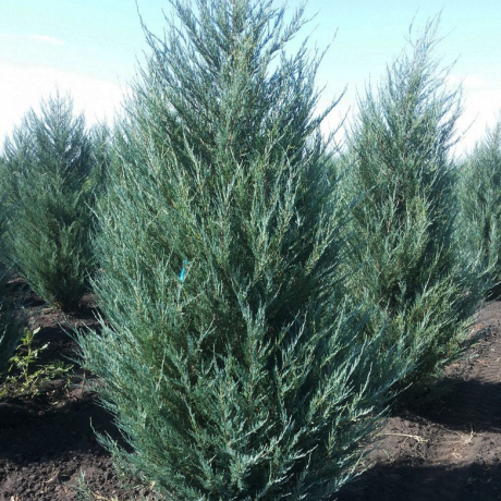 Jałowiec skalny Moonglow (Juniperus scopulorum) - Zdjęcie №3